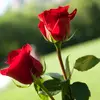 Santosh Ch - @santosh.ch03 - TikTok