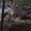 santosh khule - @user6070048891801 - TikTok