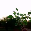 Saood Khan - @saoodkhan8798 - TikTok