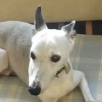 Saori Ono - @jaythewhippet_binchan - Instagram