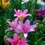Sapna Joshi - Facebook
