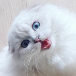 Sapphire &Persik - @scottishfold_sapphire - Instagram