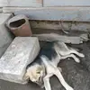 Sapphire Thomas - @sapphire.thomas - TikTok