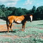 🌻sara addison🐴 - @little.western.pleasure.horses - Instagram