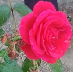 Adiba Sara - Facebook