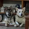 saraalcorta1 - @saraalcorta1 - TikTok