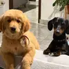 sari - @saraalegre41 - TikTok