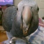 Sara Allman Comstock - @saramommabear - Instagram