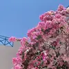 Sara - @sara_amir._ - TikTok