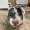 sara.andre16 - @sara.andre16 - TikTok