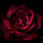 s - @sara__ashyani9888_ - Instagram