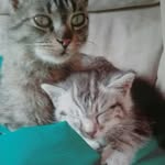 sarabacalini - @sarabacalini - Instagram