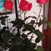 Sara Bachis - Facebook