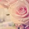 Sara Bader - @sarakbader - TikTok