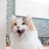 Sara Baird Williams - @sara.baird.willia - TikTok