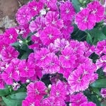 Sarabari Dhibar - @sarabaridhibar - Instagram