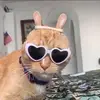 Sara Bartolini - @getdacatlook - TikTok