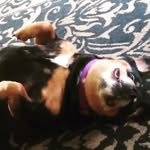 Sara Bauman - @iheartjimmypop - Instagram