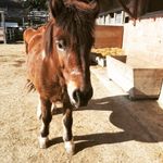 Sara - @sara.baumgartner_animal_love - Instagram