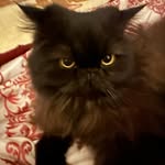 Sara Beasley - @domsmom07 - Instagram
