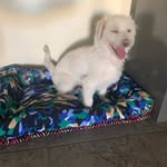 Sara Beasley - @chefsara1983 - Instagram