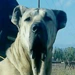 iranins mastiff   | سگ های سرابی - @sarabi.asil.irani - Instagram