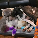 Sarah Bittenbender - @animalhouse32 - Instagram