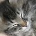 Sara Blau - Facebook
