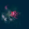 sarablythe04 - @sarablythe04 - TikTok
