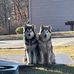 Sara Boggs - Facebook