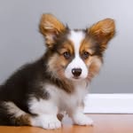 Sara boggs - @corgi_lover0987 - Instagram