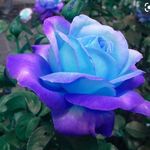 Sara boschi - @boschi528 - Instagram