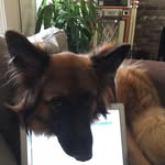 Sara Boudreau - @yuppiepuppymv - Instagram