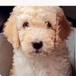 Sarah Bourke - @golden_doodle26 - Instagram