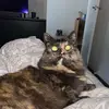 user673207 - @sarahbourke18 - TikTok