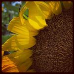 Sara Bourque - @sarabourque - Instagram