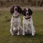 Sara | Maddie & Bracken - @thedurhamspaniels - Instagram