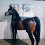 Sarafan.Horse breeding - @sarafan.horse_breeding - Instagram