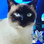 Sara Aparecida Brizzi - @saraaparecidabrizzi - Instagram
