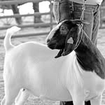 Sarah Brockman - @lakeviewacres_boer_goats - Instagram