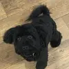 sarahbrownleewoo - @sarahbrownleewoo - TikTok