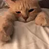 Sara - @sara_bye8 - TikTok