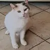 sara caputo - @saracaputo370 - TikTok