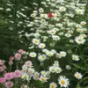 saracarney777 - @saracarney777 - TikTok