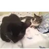 😻Sara&Casper😻 - @1catlove1 - TikTok