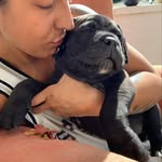 Sara bellicum cane corso - @sara_bellicum_cane_corso - Instagram