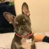 Sara Corso - @skyfrenchbulldog - TikTok