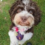 Sara Couchman - @londonadogstail - Instagram