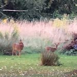 Sarah Couchman - @sarahcoxford1 - Instagram