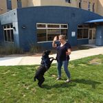 Sara Crowell - @servicedogtutorcrowell - Instagram